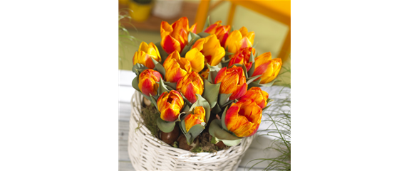 BLUMENZWIEBELN IM GLAS BLUMENZWIEBELN IM GLAS