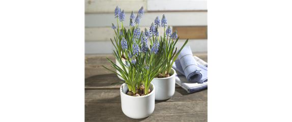 BLUMENZWIEBELN IM GLAS BLUMENZWIEBELN IM GLAS