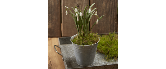 BLUMENZWIEBELN IM GLAS BLUMENZWIEBELN IM GLAS