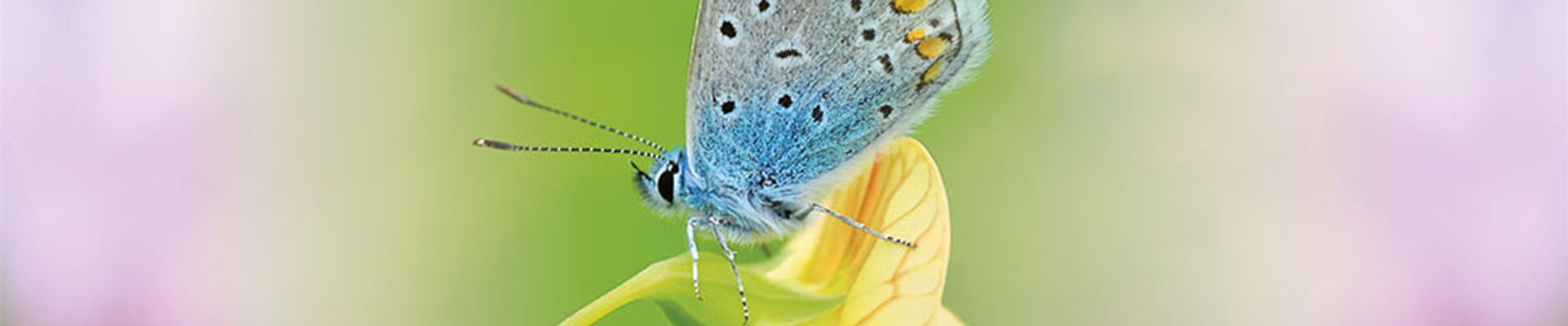 ALLES BIO, ODER WAS? 