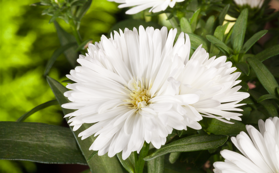 Unser Gartencenter - Ihre erste Adresse in Konstanz Unser Gartencenter - Ihre erste Adresse in Konstanz