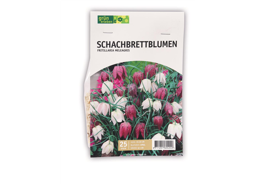 Blumenzwiebeln Schachbrettblumen