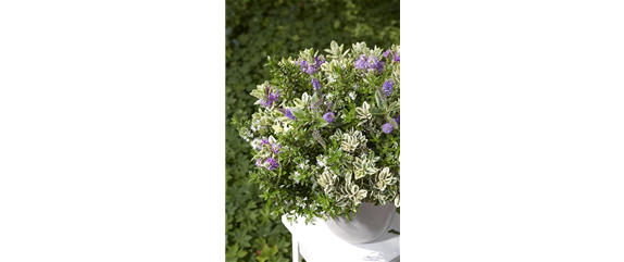 STRAUCHVERONIKA STRAUCHVERONIKA