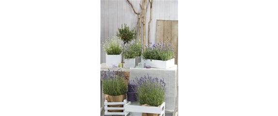 ICH FLIEG’ AUF DICH!  ICH FLIEG’ AUF DICH!