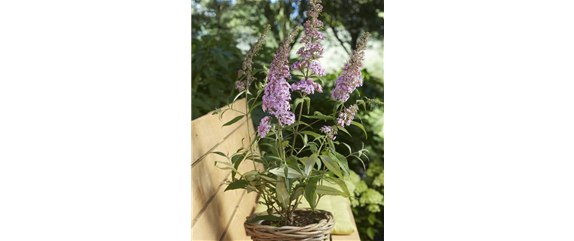 ICH FLIEG’ AUF DICH!  ICH FLIEG’ AUF DICH!