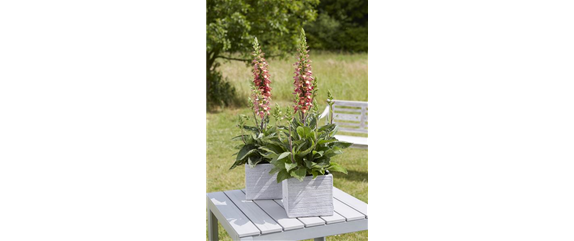 ICH FLIEG’ AUF DICH!  ICH FLIEG’ AUF DICH!