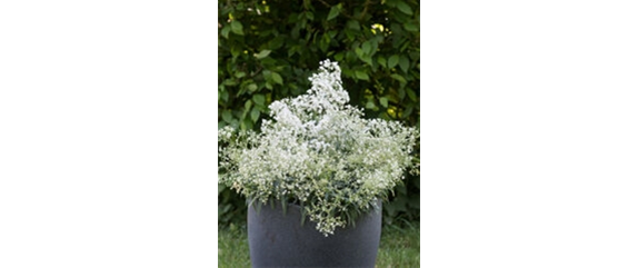 ICH FLIEG’ AUF DICH!  ICH FLIEG’ AUF DICH!