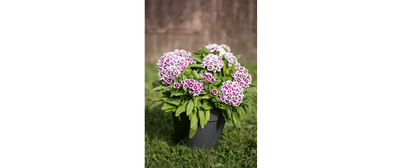 ICH FLIEG’ AUF DICH!  ICH FLIEG’ AUF DICH!