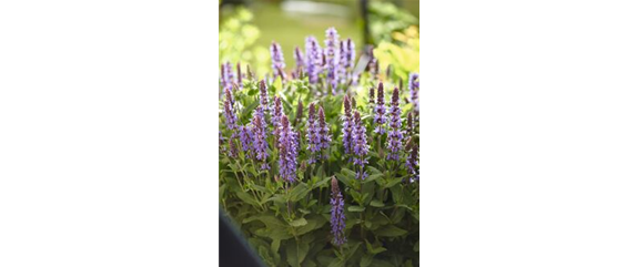 ICH FLIEG’ AUF DICH!  ICH FLIEG’ AUF DICH!