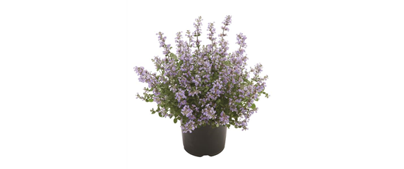 ICH FLIEG’ AUF DICH!  ICH FLIEG’ AUF DICH!