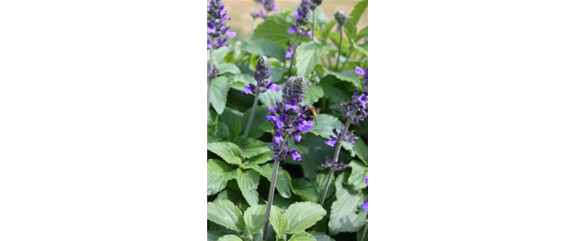 ICH FLIEG’ AUF DICH!  ICH FLIEG’ AUF DICH!