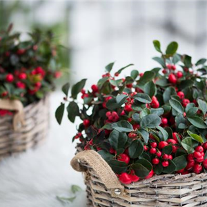 DIE SCHEINBEERE DIE SCHEINBEERE