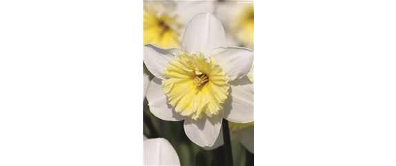 VORSORGEN MIT VORFREUDE.  VORSORGEN MIT VORFREUDE.