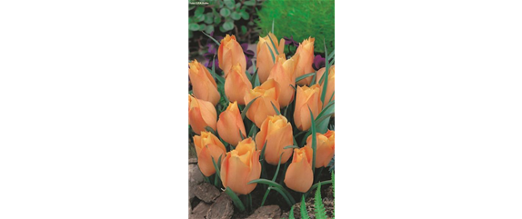 VORSORGEN MIT VORFREUDE.  VORSORGEN MIT VORFREUDE.