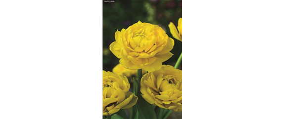 VORSORGEN MIT VORFREUDE.  VORSORGEN MIT VORFREUDE.