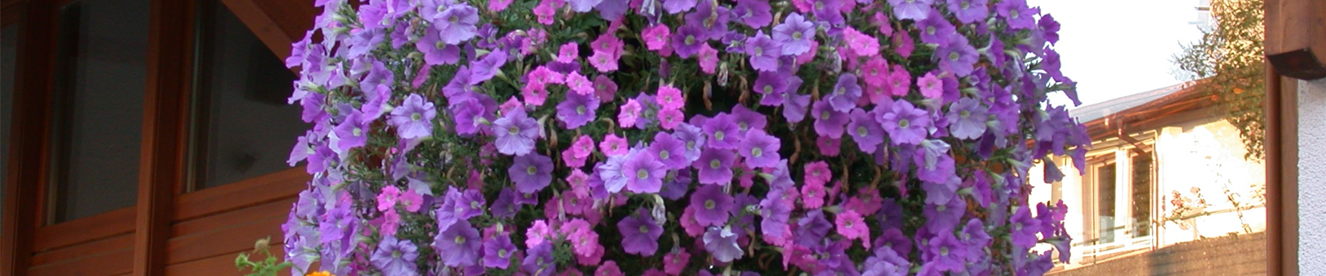 Petunia, lila