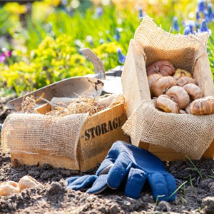 AUS DER KNOLLE KOMMT DAS TOLLE! AUS DER KNOLLE KOMMT DAS TOLLE!