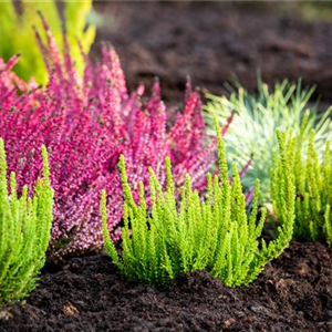 DER HEIDEGARTEN! DER HEIDEGARTEN!