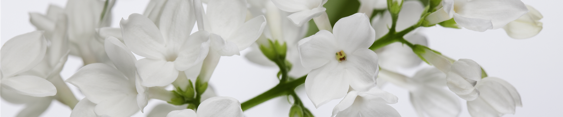 Syringa