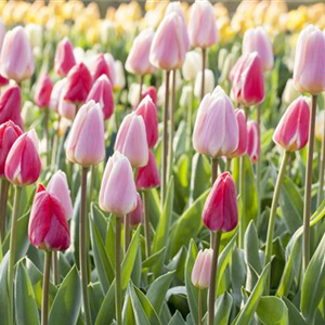 BLUMENZWIEBELN! BLUMENZWIEBELN!