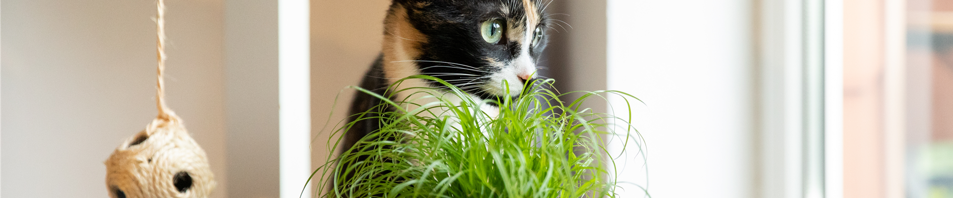 Katzengras