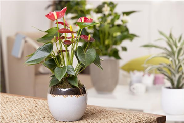 ZIMMERPFLANZENPFLEGE IM URLAUB?