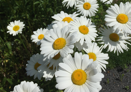 Sommermargerite