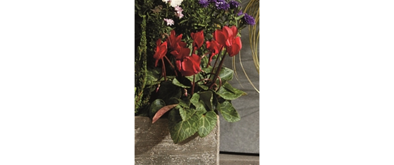 EIN KUNTERBUNTER HERBST! EIN KUNTERBUNTER HERBST!