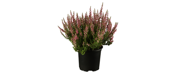 EIN KUNTERBUNTER HERBST! EIN KUNTERBUNTER HERBST!