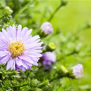 ZWIEBELN, KNOLLEN & CO. ZWIEBELN, KNOLLEN & CO.