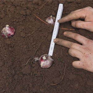 AUS DER KNOLLE KOMMT DAS TOLLE! AUS DER KNOLLE KOMMT DAS TOLLE!
