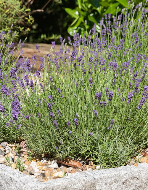 Lavandula angustifolia, violett