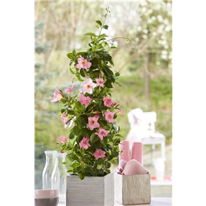 PFLANZE DES MONATS APRIL: DIPLADENIE