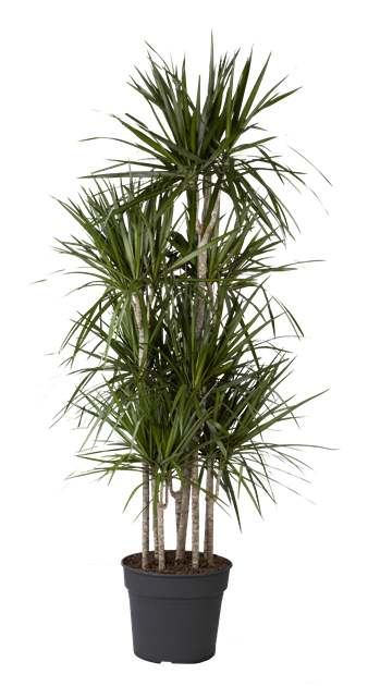 Dracaena reflexa 'Anita', Drachenbaum 'Anita' - Garten-Center Spiegel GmbH