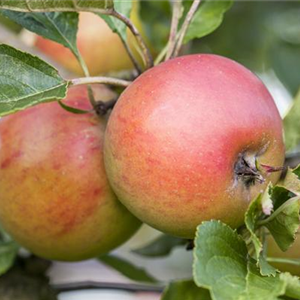 SOMMERSCHNITT FüR OBSTBäUME