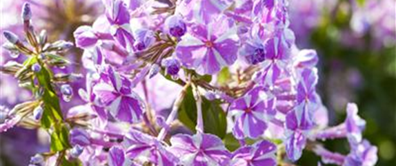 ALLES FÜR DEN BAUERNGARTEN ALLES FÜR DEN BAUERNGARTEN