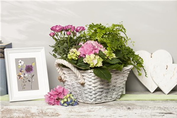 DIE BELIEBTESTEN ZIMMERPFLANZEN