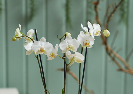 MODERNE WEIHNACHTEN! 