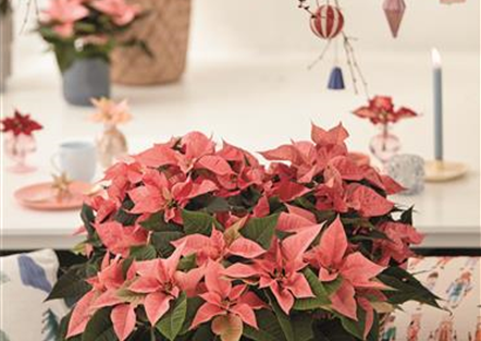 KLASSISCHE WEIHNACHTEN!