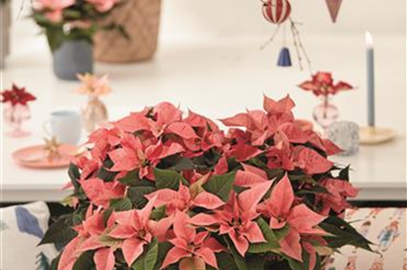 KLASSISCHE WEIHNACHTEN!