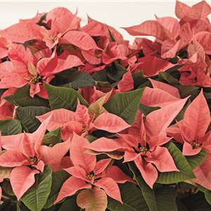 KLASSISCHE WEIHNACHTEN!