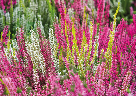 KNOSPENBLüHERHEIDE KNOSPENBLüHERHEIDE