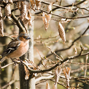 TIPPS ZUR WINTERVOGELFüTTERUNG! TIPPS ZUR WINTERVOGELFüTTERUNG!