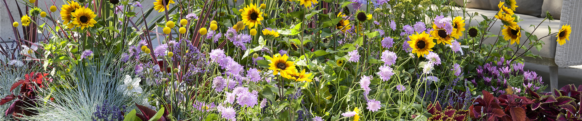 VOLLE BLüTE SOMMER! 