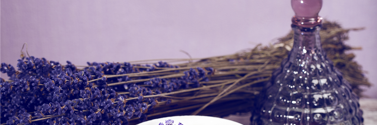 Lavandula angustifolia