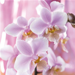 DIE TOP 8 DER WINTERBLUMEN DIE TOP 8 DER WINTERBLUMEN