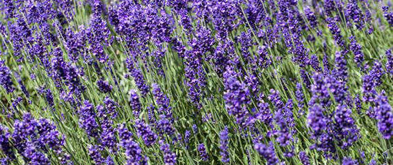 STAUDENVIELFALT! STAUDENVIELFALT!