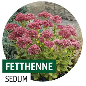 STAUDENVIELFALT! STAUDENVIELFALT!