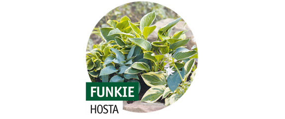 STAUDENVIELFALT! STAUDENVIELFALT!