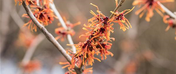 FRüHBLüHENDE GEHöLZE! FRüHBLüHENDE GEHöLZE!